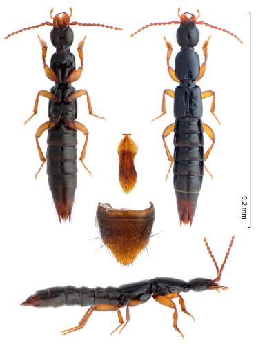 Lathrobium brunnipes