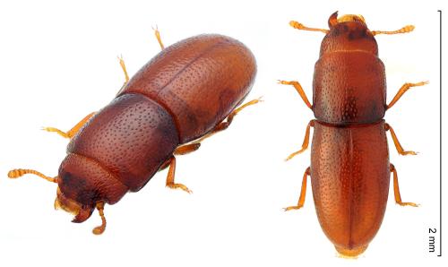 Aglenus brunneus