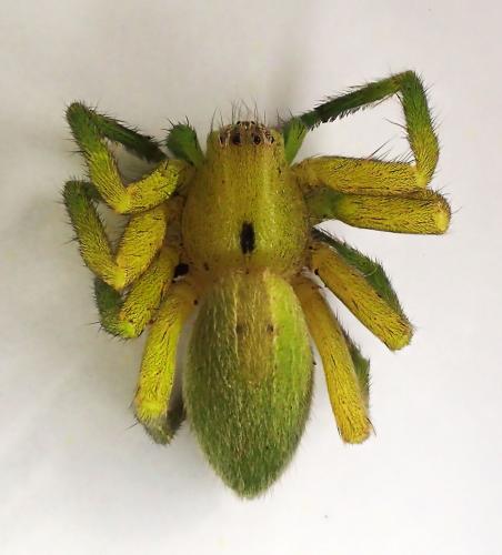 Micrommata ligurina