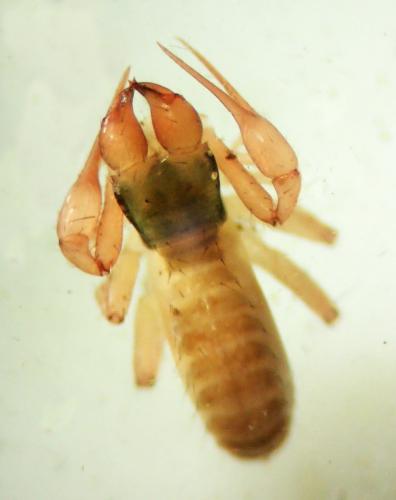Chthonius ischnocheles