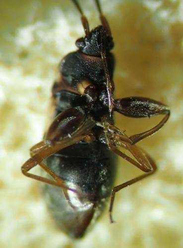 Scolopostethus grandis