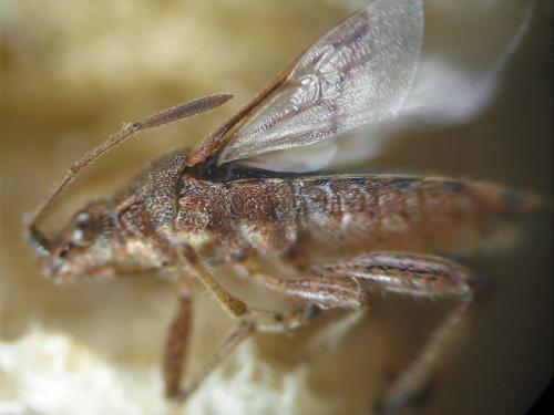 Stictopleurus punctatonervosus