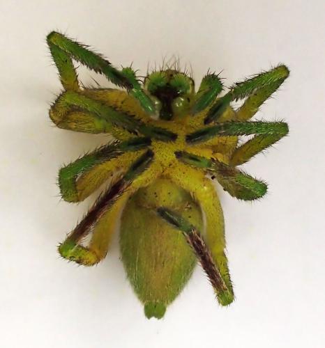 Micrommata ligurina