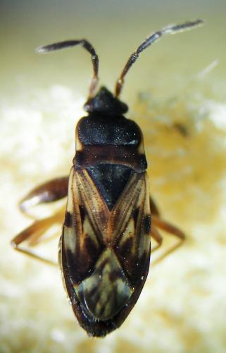 Réf. 315 666 : Scolopostethus grandis