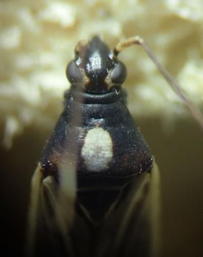 Miris striatus