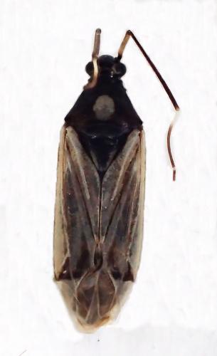Réf. 315 281 : Miris striatus