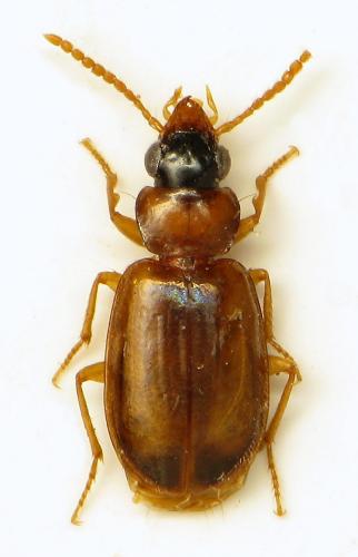 Perigona nigriceps