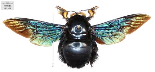 Xylocopa latipes