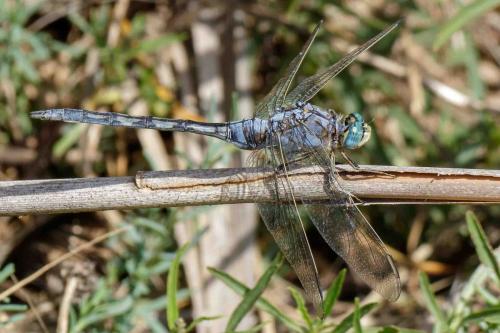 Orthetrum trinacria