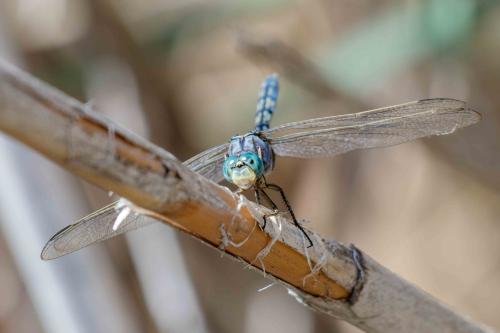 Orthetrum trinacria