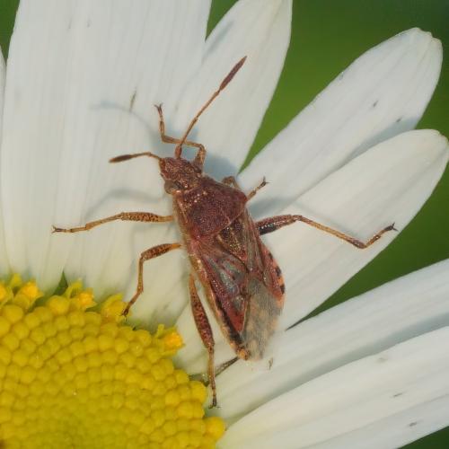 Réf. 315 152 : Stictopleurus punctatonervosus