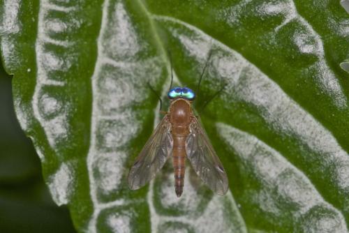 Chrysopilus sp.