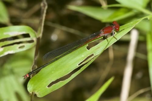 Pseudagrion pilidorsum