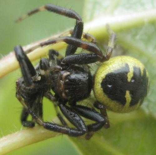Réf. 315 888 : Synema globosum
