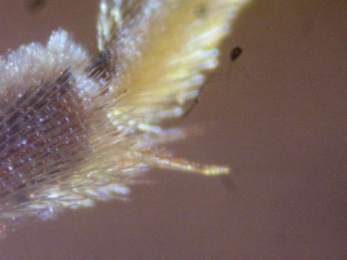 Lasioglossum pallens