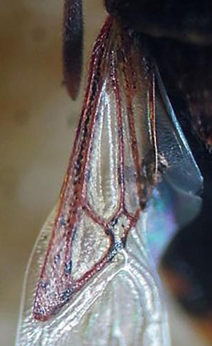 Stictopleurus punctatonervosus