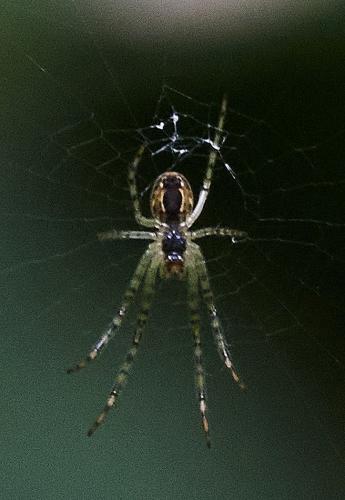 Metellina sp.