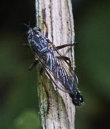 Neoitamus sp.