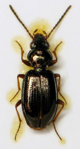 Réf. 315 936 : Bembidion lampros