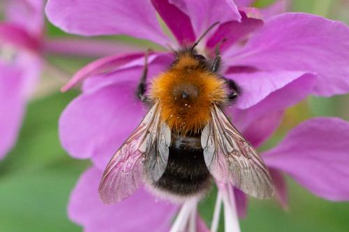 Bombus sp.