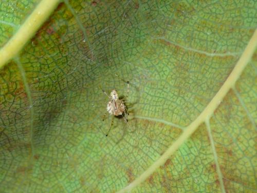 Réf. 315 177 : Meotipa pulcherrima