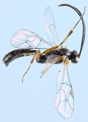 Réf. 315 895 : Diadegma sp.