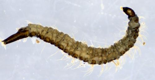 Réf. 315 785 : Clogmia albipunctata