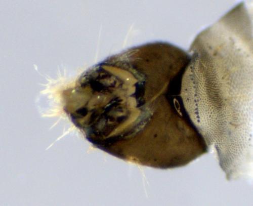 Réf. 315 786 : Clogmia albipunctata