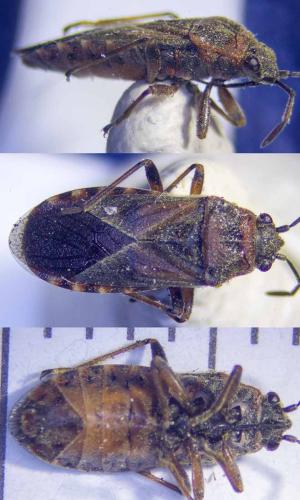 Arocatus melanocephalus