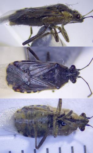 Liorhyssus hyalinus