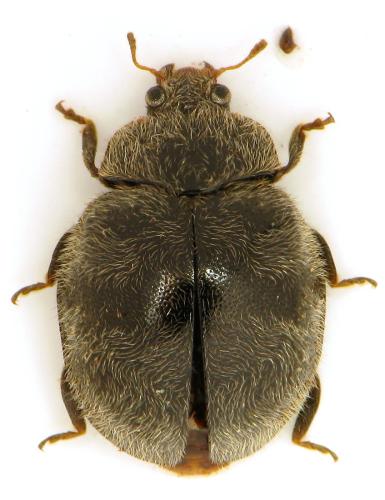 Rhyzobius forestieri