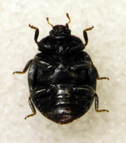 Réf. 315 113 : Rhyzobius forestieri