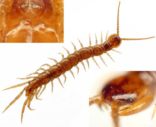 Réf. 315 208 : Lithobius crassipes