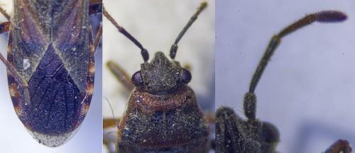 Réf. 315 591 : Arocatus melanocephalus