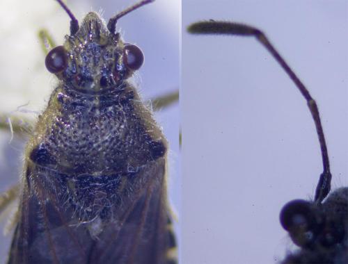 Réf. 315 524 : Liorhyssus hyalinus