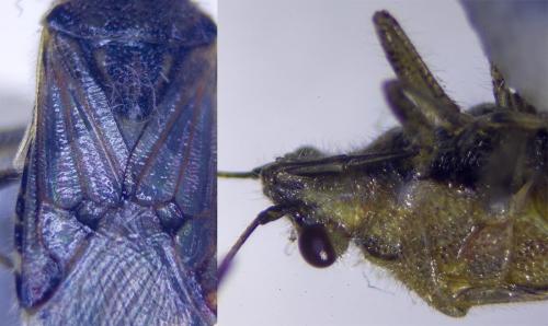 Liorhyssus hyalinus
