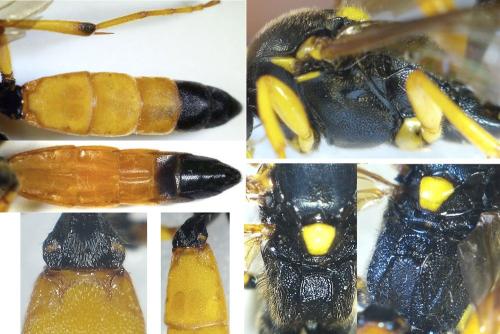Ichneumon computatorius