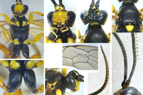 Ichneumon computatorius