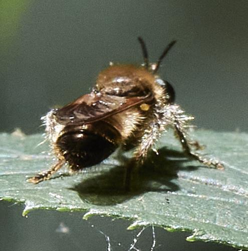 Réf. 315 897 : Laphria flava