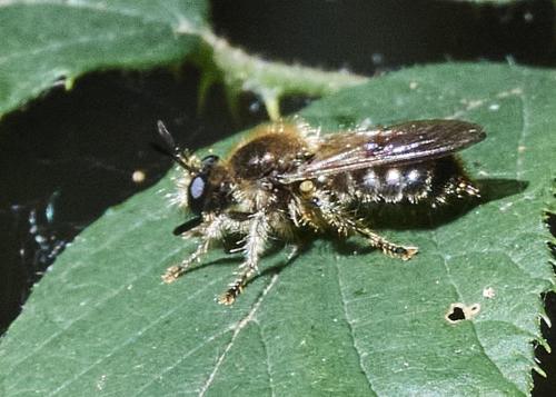 Réf. 315 896 : Laphria flava