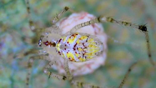 Réf. 315 175 : Meotipa pulcherrima