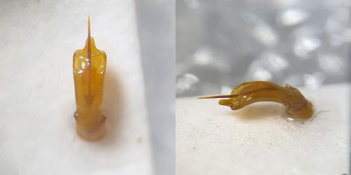Réf. 315 909 : Chrysolina interstincta