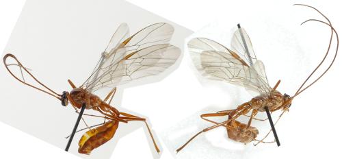 Ophion sp.