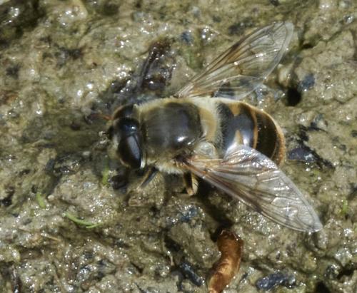 Eristalis tenax