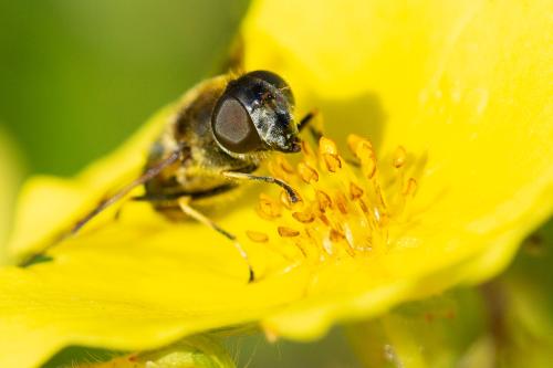 Réf. 315 160 : Eristalis rupium