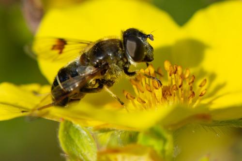 Réf. 315 161 : Eristalis rupium