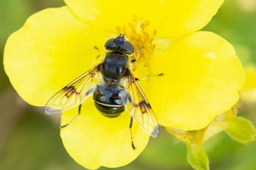 Réf. 315 159 : Eristalis rupium