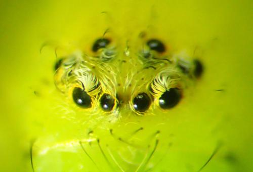 Micrommata ligurina