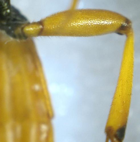 Ichneumon computatorius