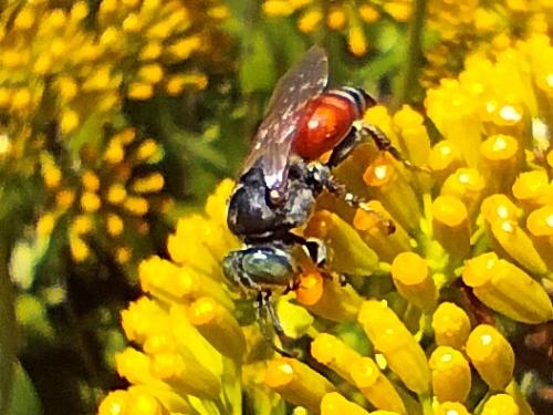 Tachytes sp.